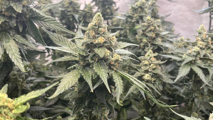 My third grow experience. Week 16