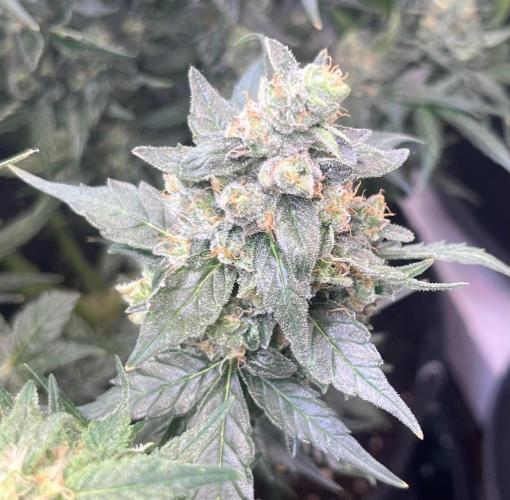 My third grow experience. Week 16