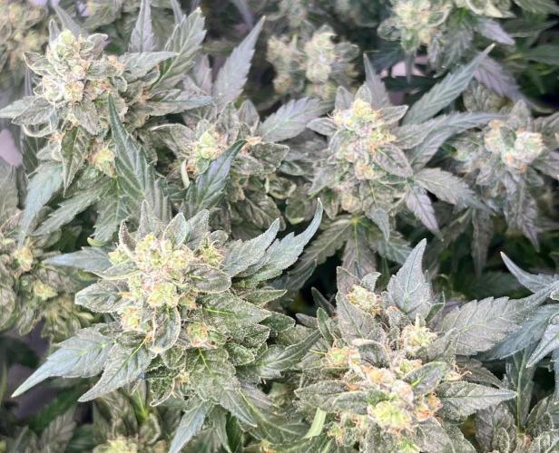 My third grow experience. Week 16