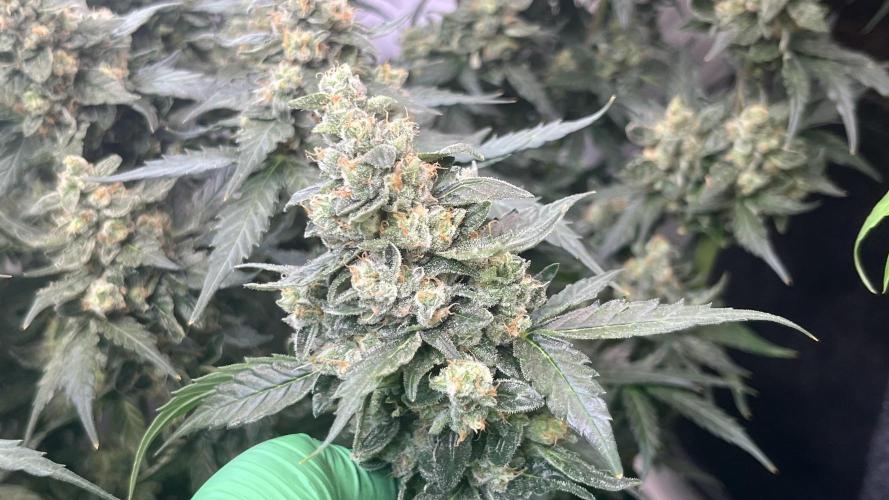 My third grow experience. Week 16