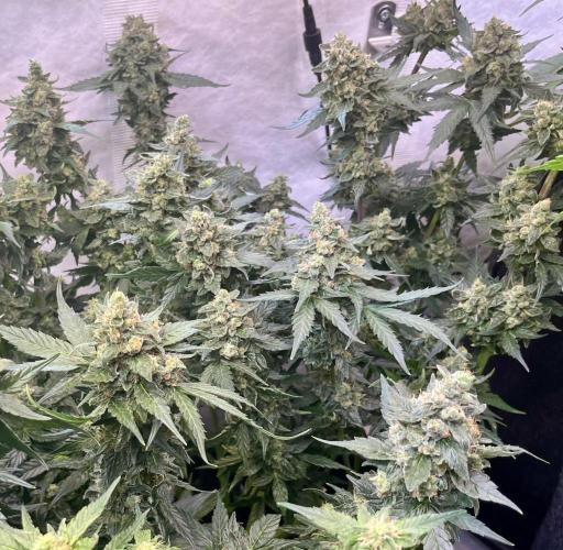 My third grow experience. Week 16