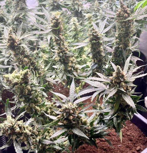 My third grow experience. Week 16