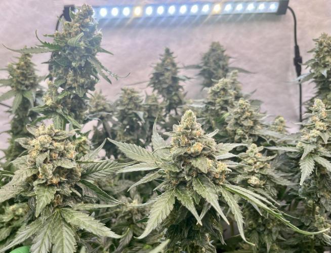 My third grow experience. Week 16