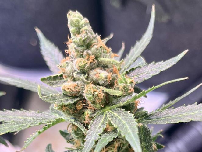 My third grow experience. Week 16