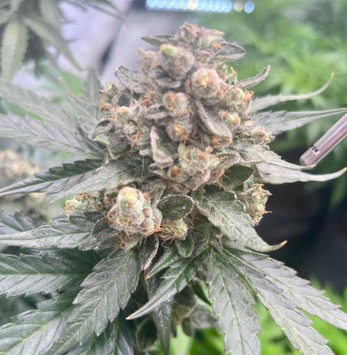 My third grow experience. Week 17