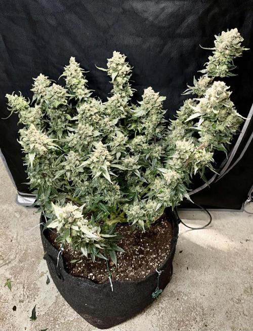 My third grow experience. Week 17