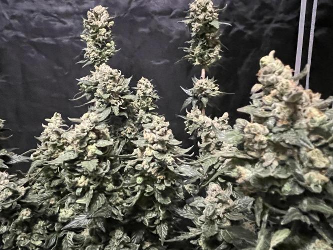 My third grow experience. Week 17