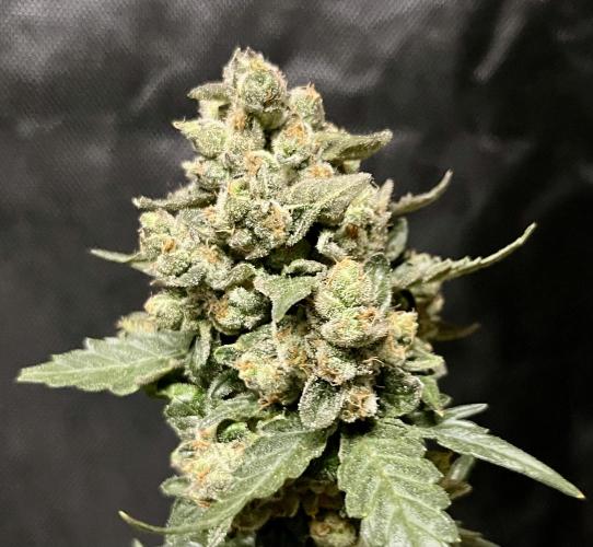 My third grow experience. Week 17