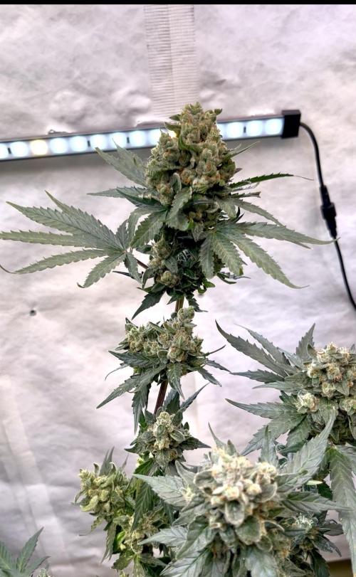 My third grow experience. Week 17