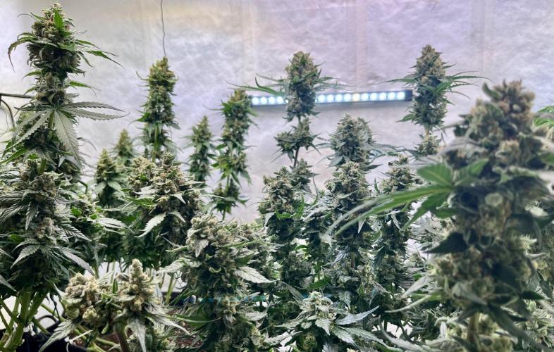 My third grow experience. Week 17