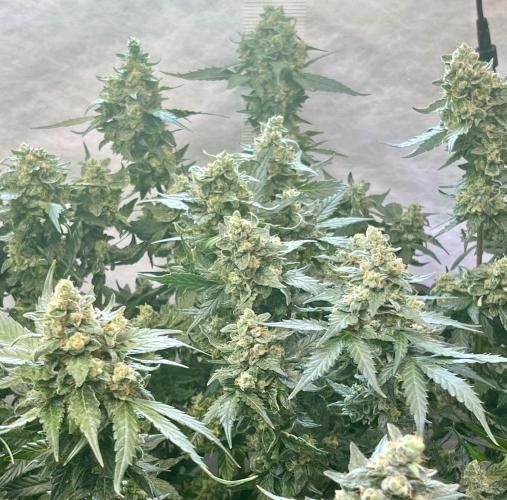 My third grow experience. Week 17