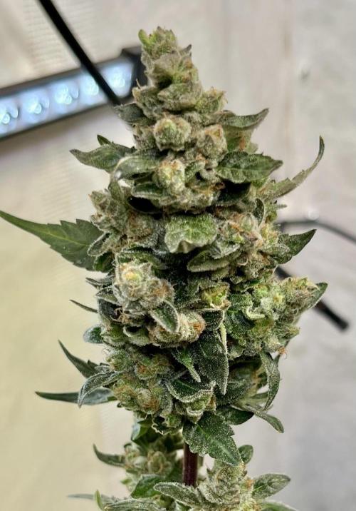 My third grow experience. Week 18