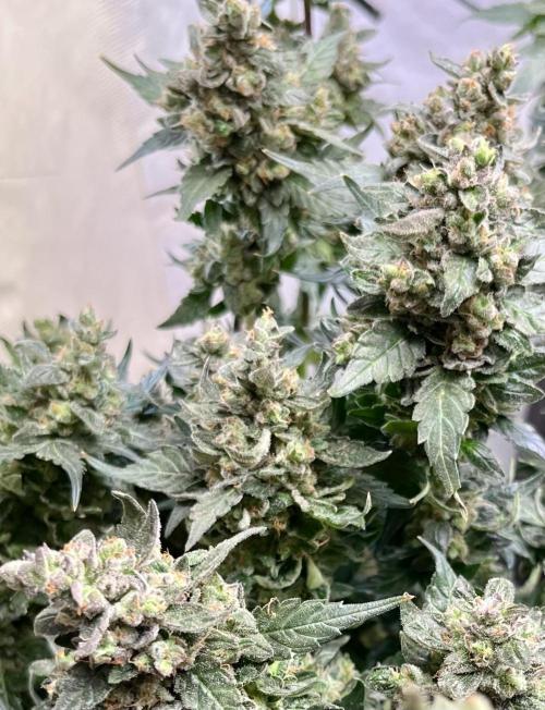 My third grow experience. Week 18