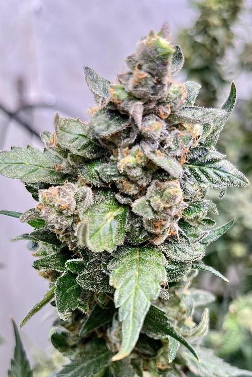 My third grow experience. Week 18