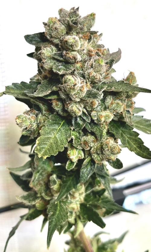 My third grow experience. Week 18