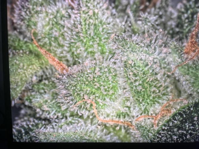 My third grow experience. Week 18 - Five days before harvest