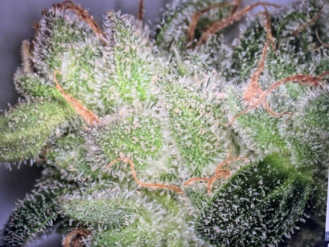 My third grow experience. Week 18