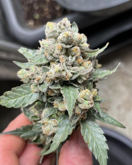 My third grow experience. Week 18