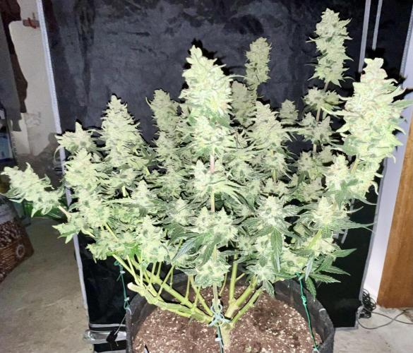 My third grow experience. Week 18