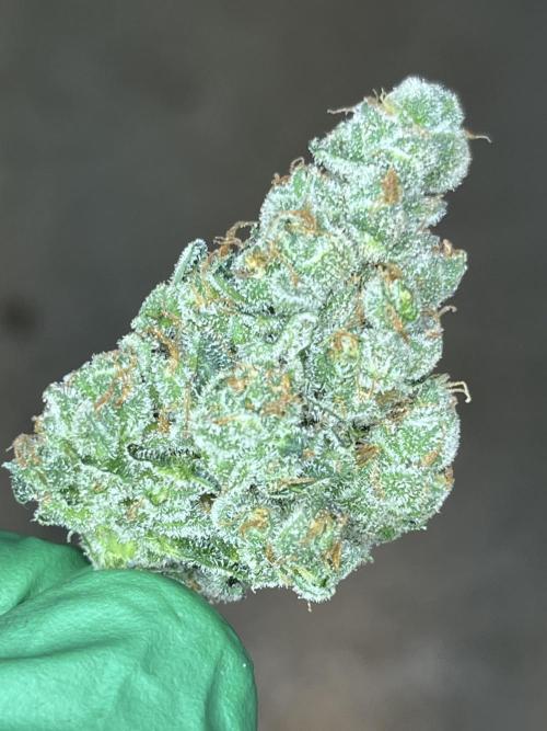 My third grow experience. Week 18