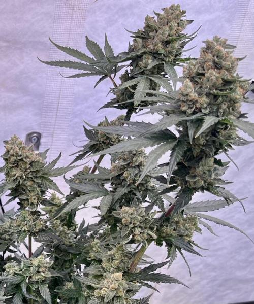 My third grow experience. Week 18