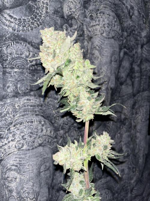 My third grow experience. Week 18