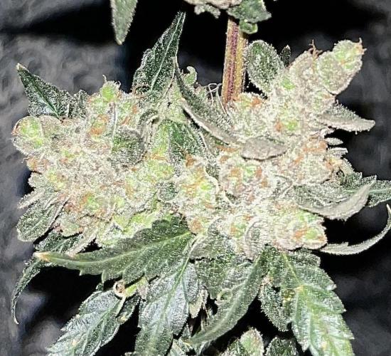 My third grow experience. Week 18