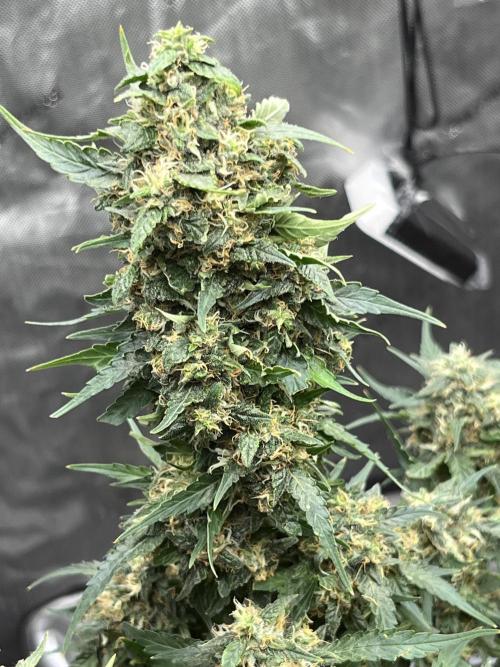 Serious Seeds AK47 - Short overview. Week 10