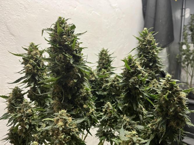 Serious Seeds AK47 - Short overview. Week 11