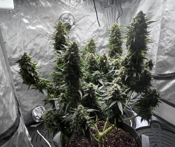 Serious Seeds AK47 - Short overview. Week 11