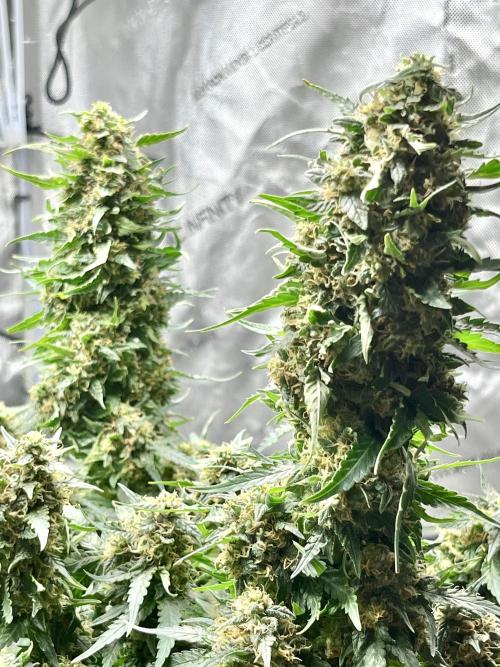 Serious Seeds AK47 - Short overview. Week 11