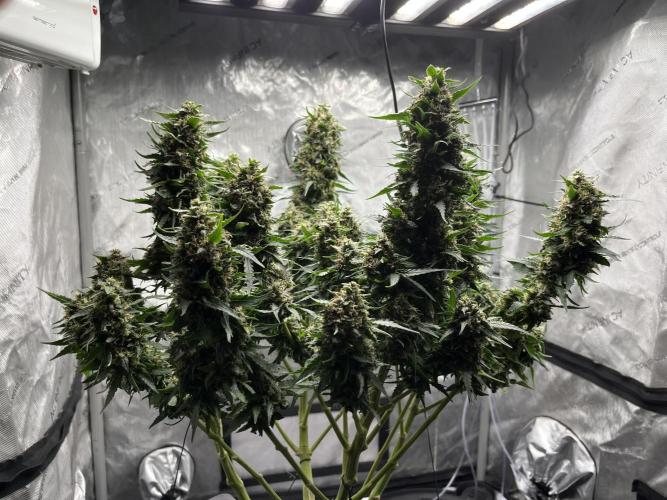 Serious Seeds AK47 - Short overview. Week 11