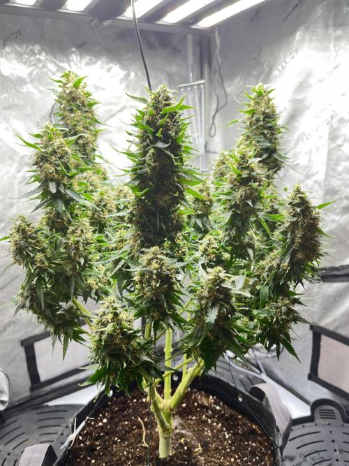 Serious Seeds AK47 - Short overview. Week 11