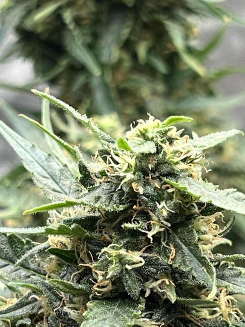 Serious Seeds AK47 - Short overview. Week 10