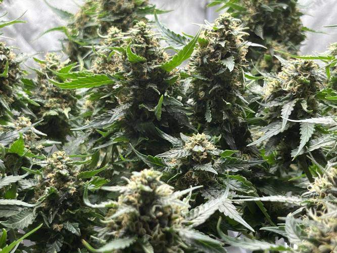 Serious Seeds AK47 - Short overview. Week 10