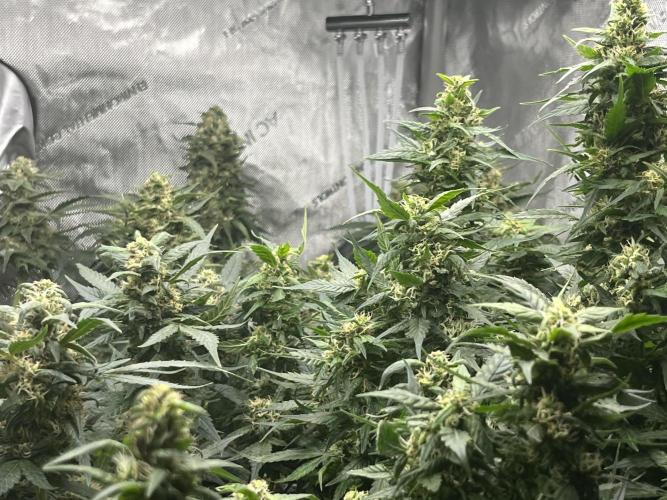 Serious Seeds AK47 - Short overview. Week 10