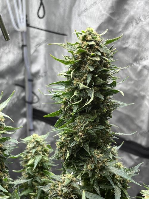 Serious Seeds AK47 - Short overview. Week 11