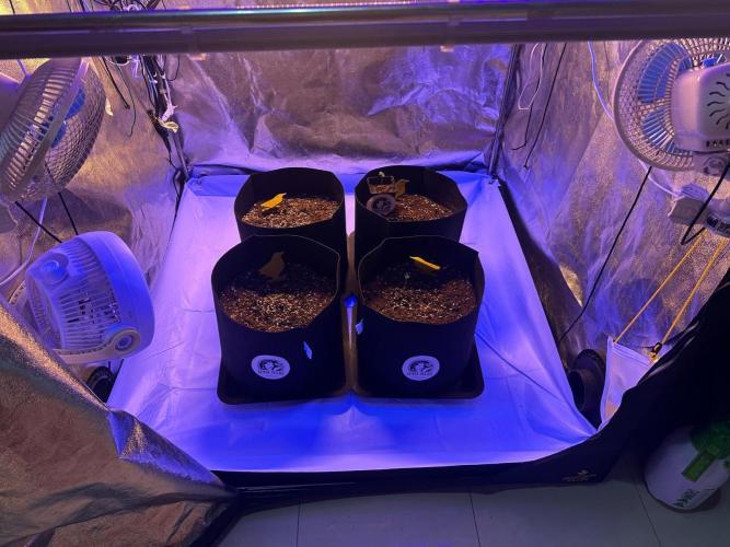 Grape pop rocks anesia seeds. Week 1