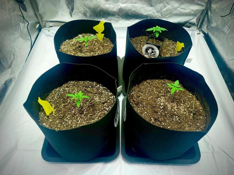 Grape pop rocks anesia seeds. Week 2