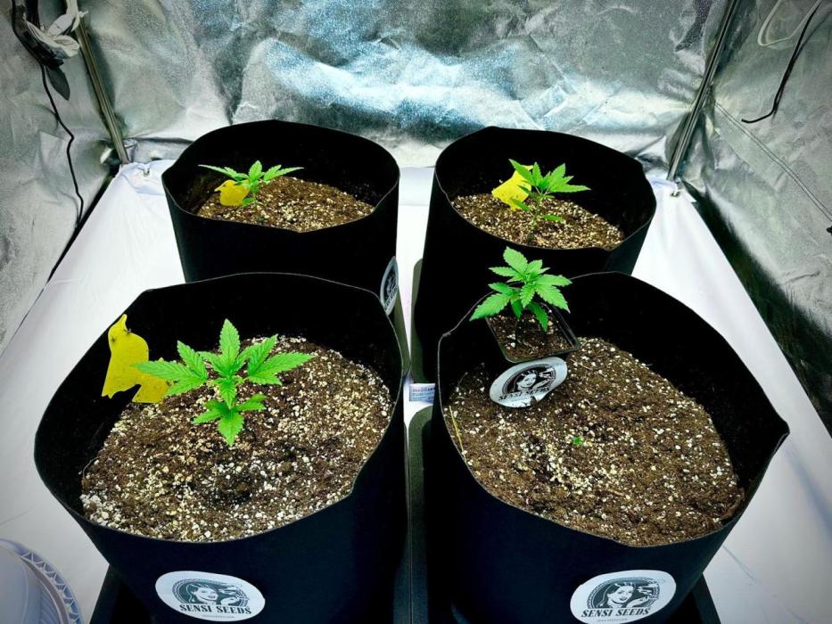 Grape pop rocks anesia seeds. Week 3