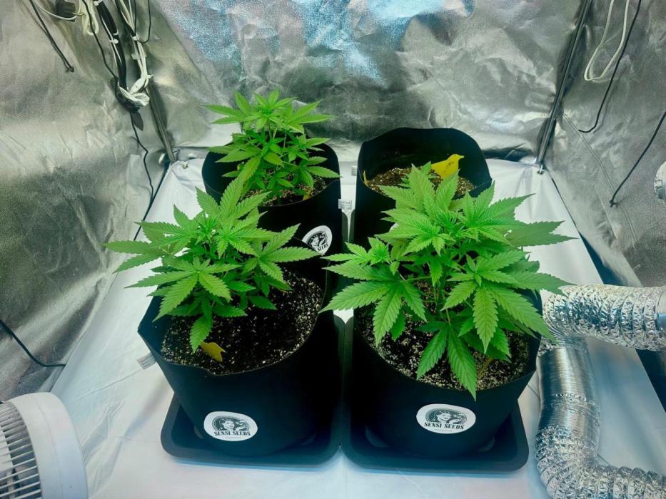 Grape pop rocks anesia seeds. Week 6