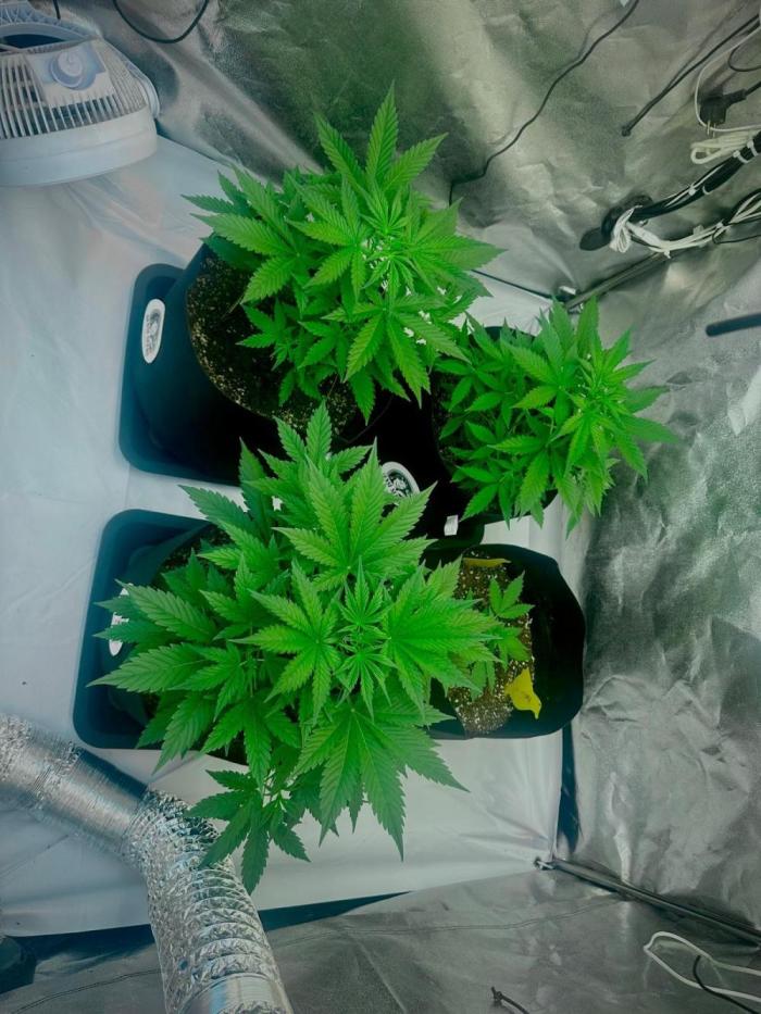 Grape pop rocks anesia seeds. Week 7