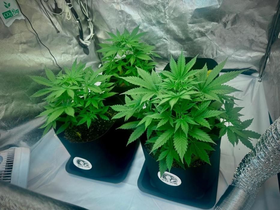 Grape pop rocks anesia seeds. Week 8