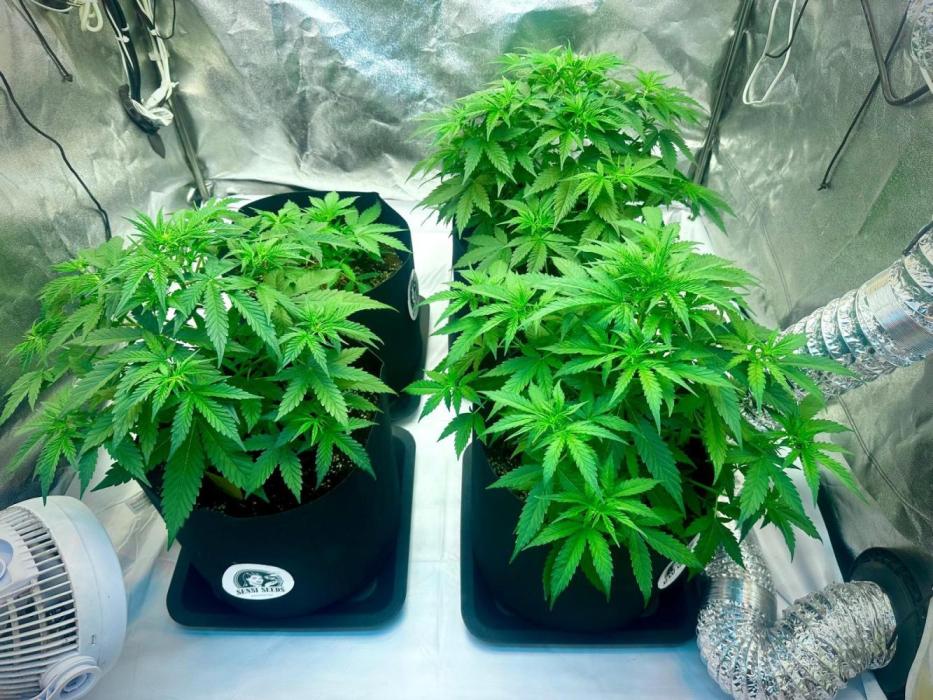 Grape pop rocks anesia seeds. Week 9 - plant looks a bit down as i just watered 5ltr each plant :)
