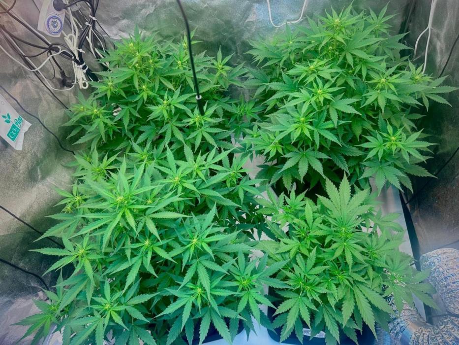 Grape pop rocks anesia seeds. Week 10