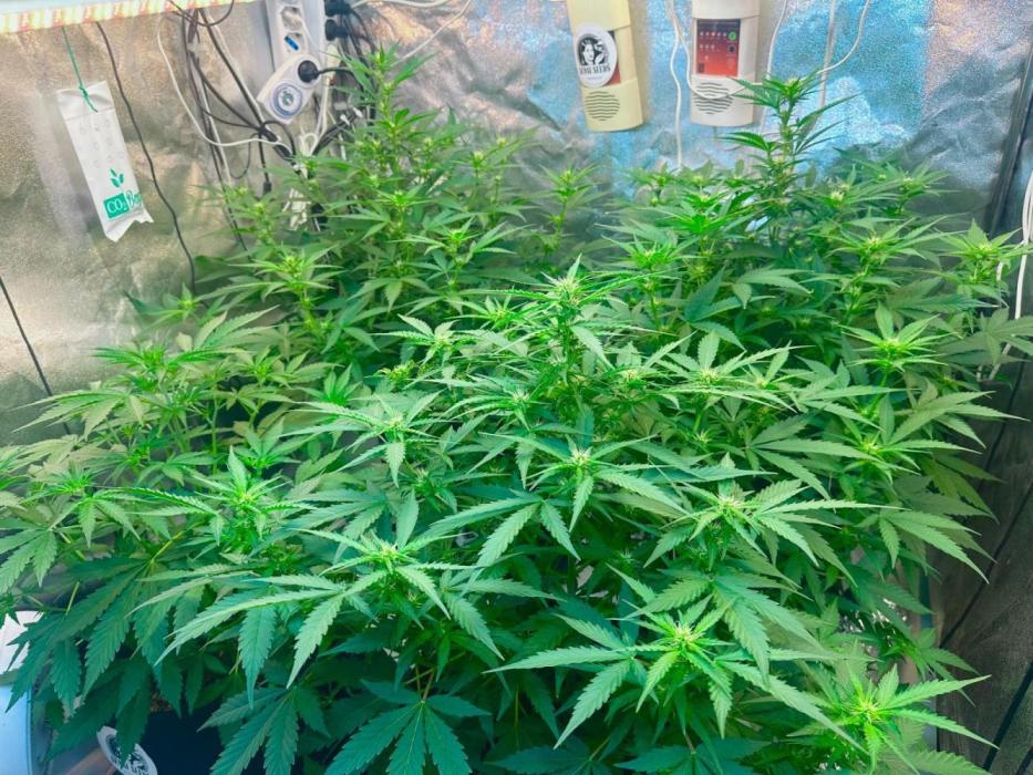 Grape pop rocks anesia seeds. Week 11