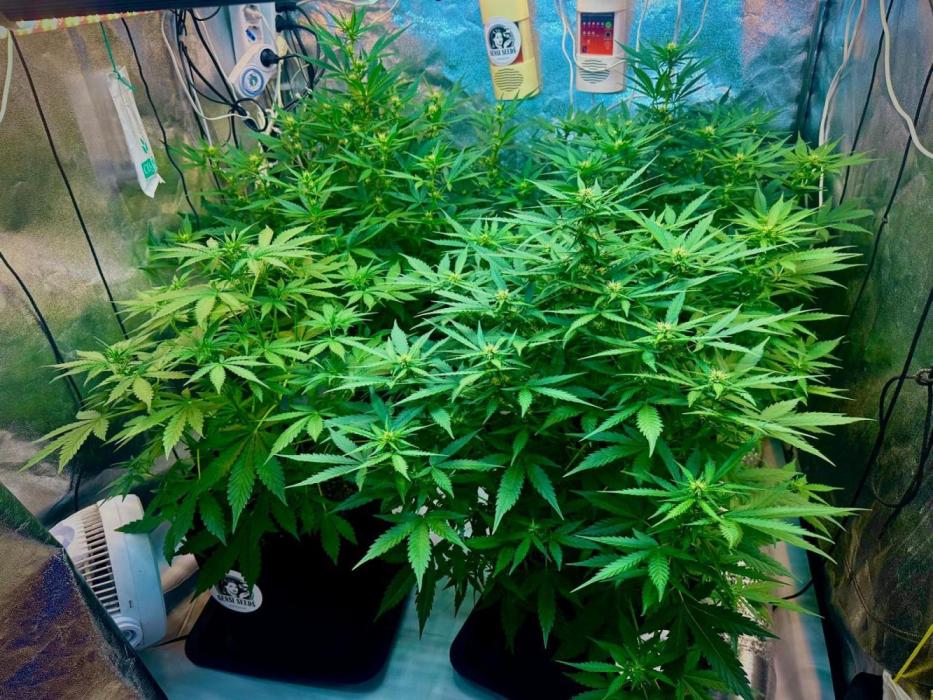 Grape pop rocks anesia seeds. Week 12