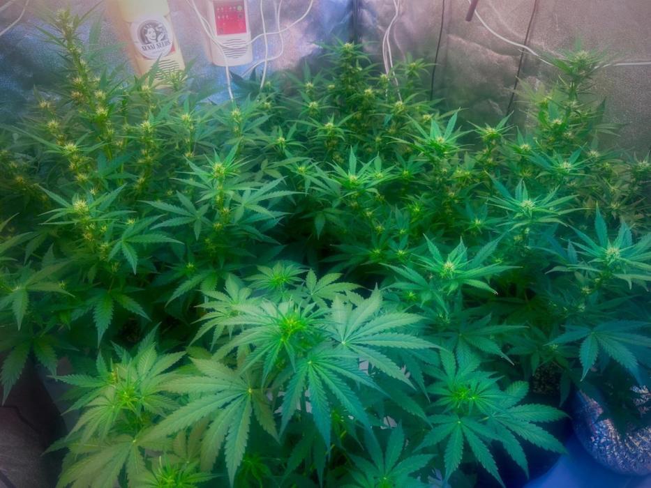 Grape pop rocks anesia seeds. Week 13