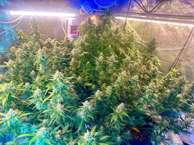 Grape pop rocks anesia seeds. Week 14