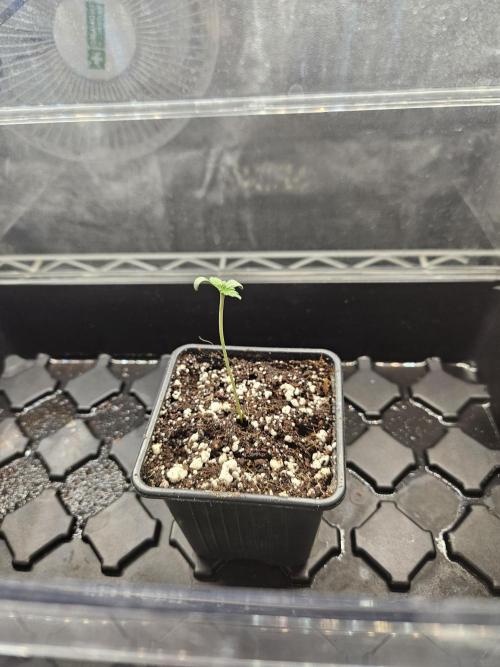 wizard Orchard. Week 0 - 170ppfd